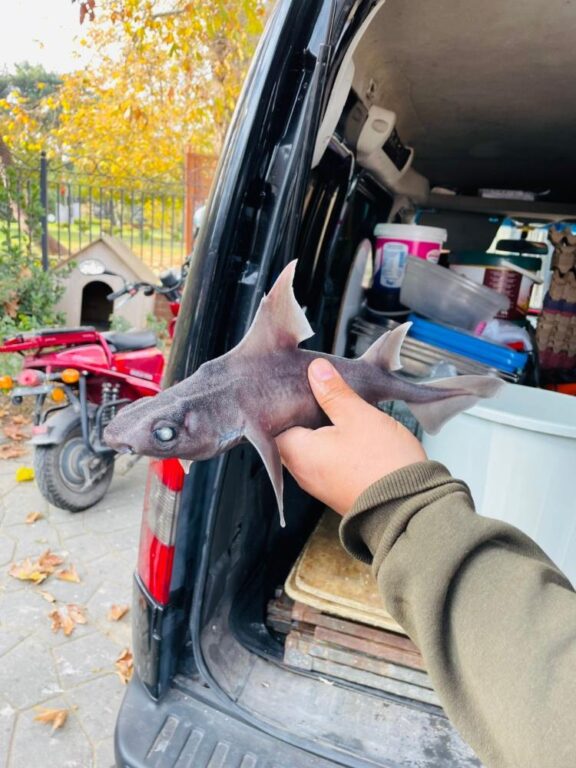 Oltasına nadir görülen ‘domuz köpekbalığı’ takıldı