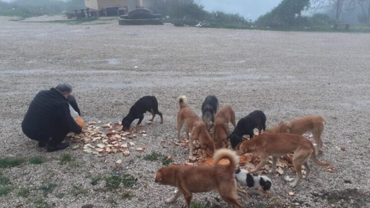 Emekli gazeteci her sabah bisikletiyle yola çıkıyor, topladığı ekmeklerle hayvanları besliyor