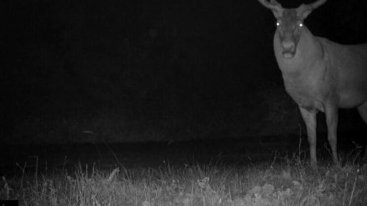 Bursa’da kızıl geyiklerin yaban hayatı fotokapana yansıdı