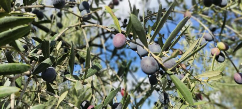 Soğuk ve çamur onları durdurmuyor…Hasat yapıyorlar