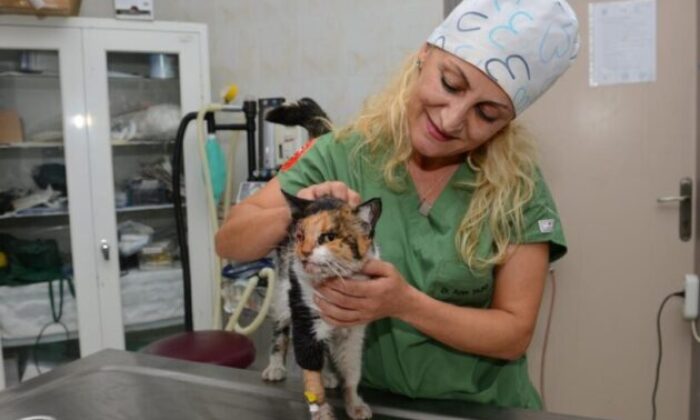 Trafik kazasında ağır yaralanan kedi, ameliyatla hayata döndürüldü