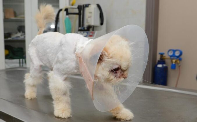 Sokağa terk edilen kedi, estetik operasyonuyla gözlerine kavuştu