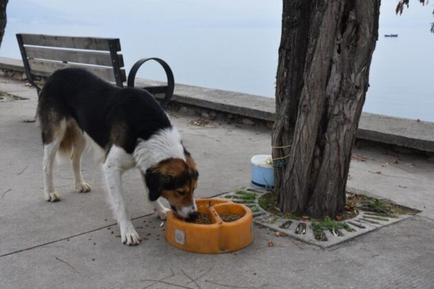 Sokaktaki canlar mamaya kolayca ulaşıyor