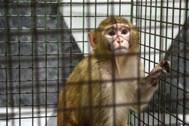 Davetsiz misafir makak maymunu koruma altında