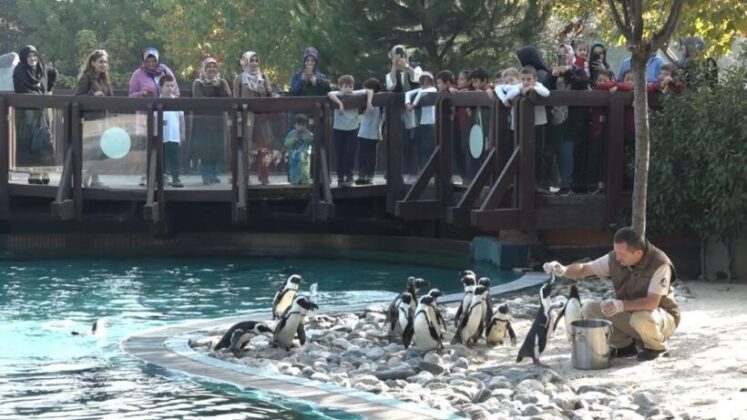 Penguenlerin balık keyfi