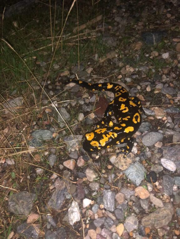 Batman’da nesli tehdit altında olan ‘sarı benekli semender’ görüldü