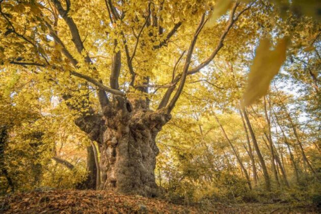 Sonbaharın kartpostallık çınarı
