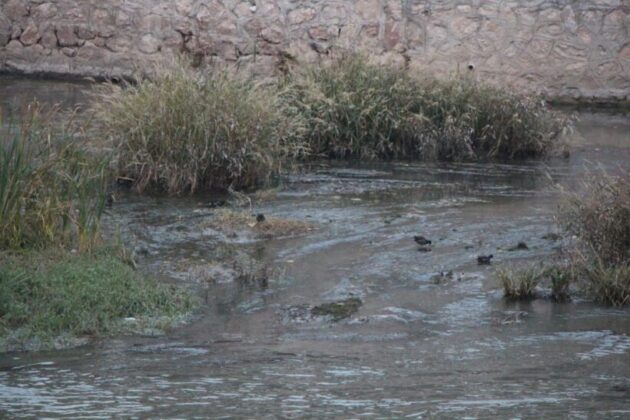 Yeşilırmak’ta su samuru ailesi görüldü, vatandaşlar yayın balığı sandı