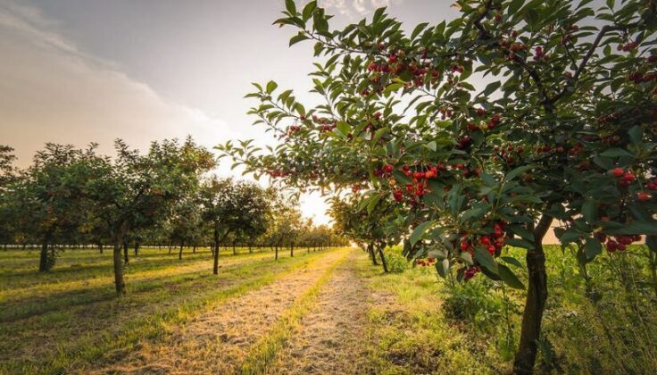 Bursa Yenişehir’de 1.656 m² meyve bahçesi mahkemeden satılıktır