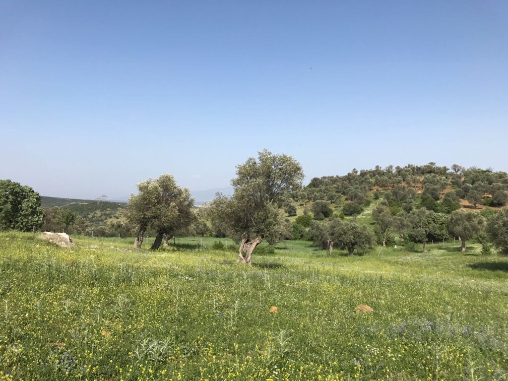 Bursa Osmangazi’de 4.737 m² tarla mahkemeden satılıktır