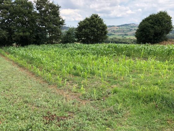 Bursa Osmangazi’de 4.079 m² tarla mahkemeden satılıktır