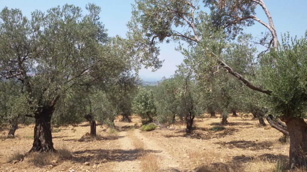 Bursa Mudanya’da 4.100 m² zeytinlik icradan satılıktır