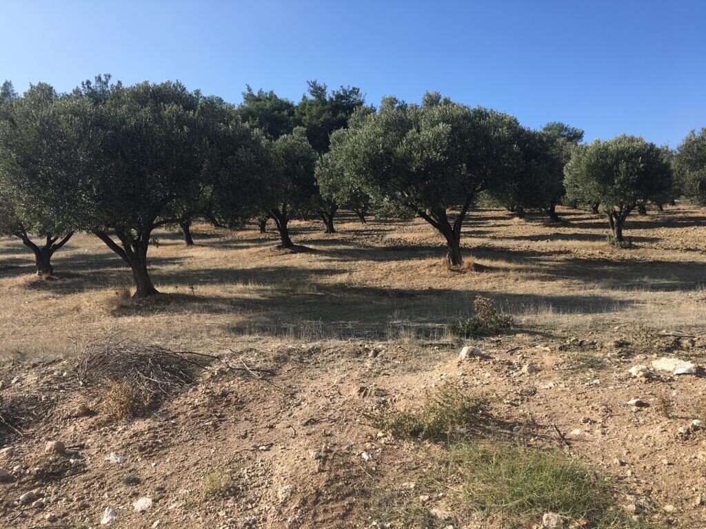 Bursa Yenişehir’de 3.450 m² zeytinlik mahkemeden satılıktır