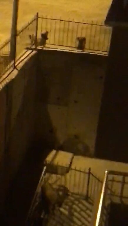 Tunceli’de köpeklerden kaçan dağ keçisi bina bahçesine sığındı