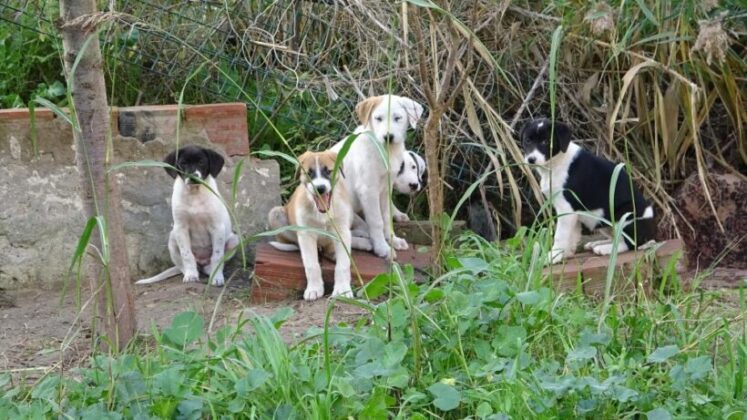 Annelerinin terk ettiği yavru köpeklere site sakinleri sahip çıktı