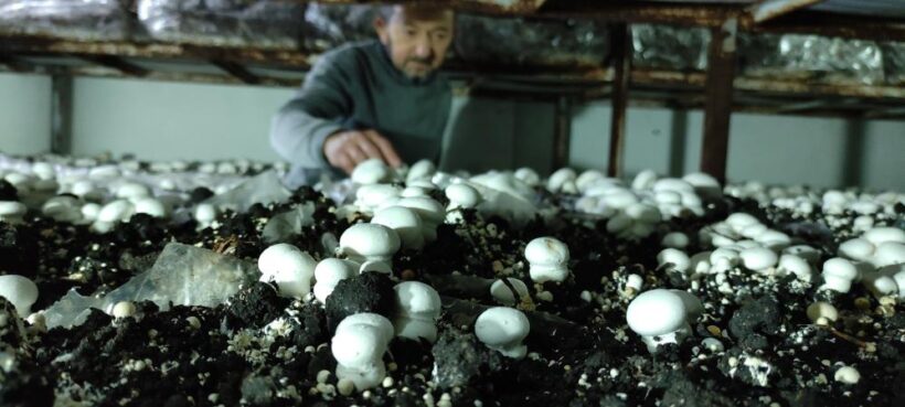 Köye üretim üssü kurdu, şehrin mantar ihtiyacını karşılıyor