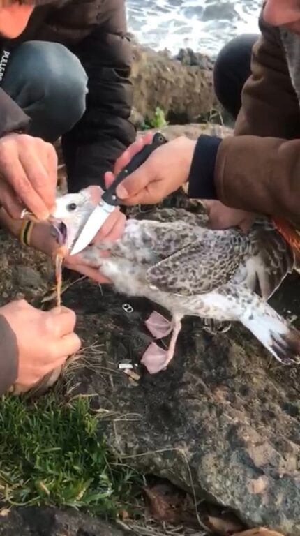 Ağzına ip takılan martının yardımına polisler koştu