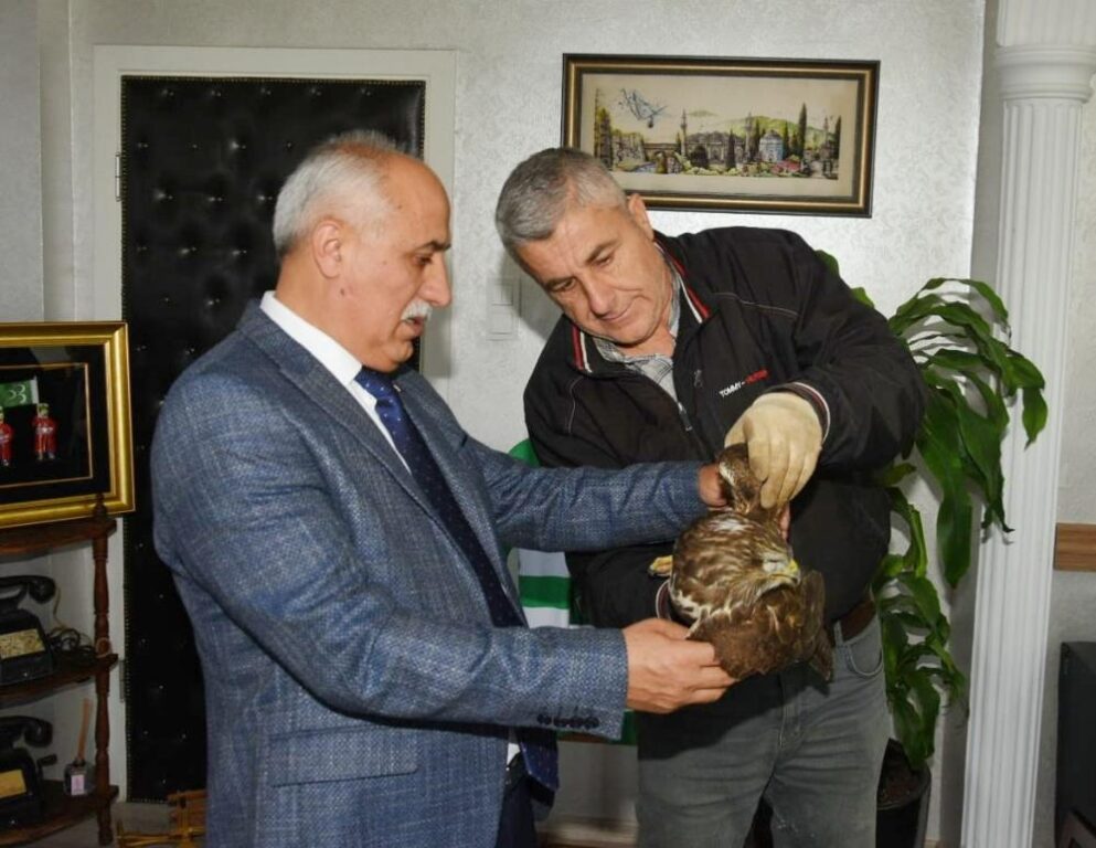 Vurulmuş yaralı şahin için harekete geçildi