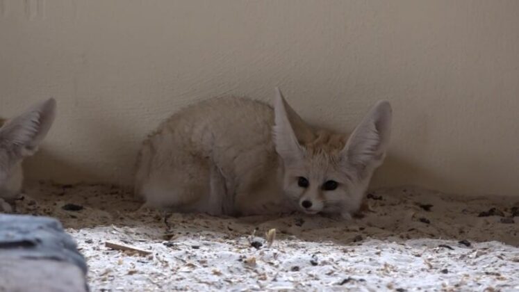 Bursa Hayvanat Bahçesi’nde bebek tilki sevinci