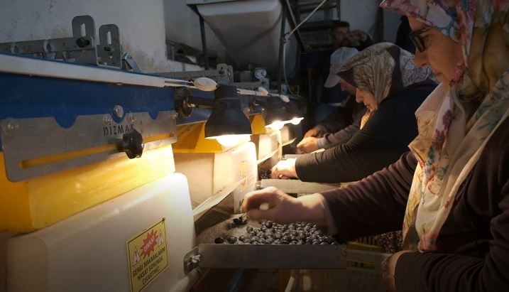 Zeytin hasadı mesaisi sürüyor