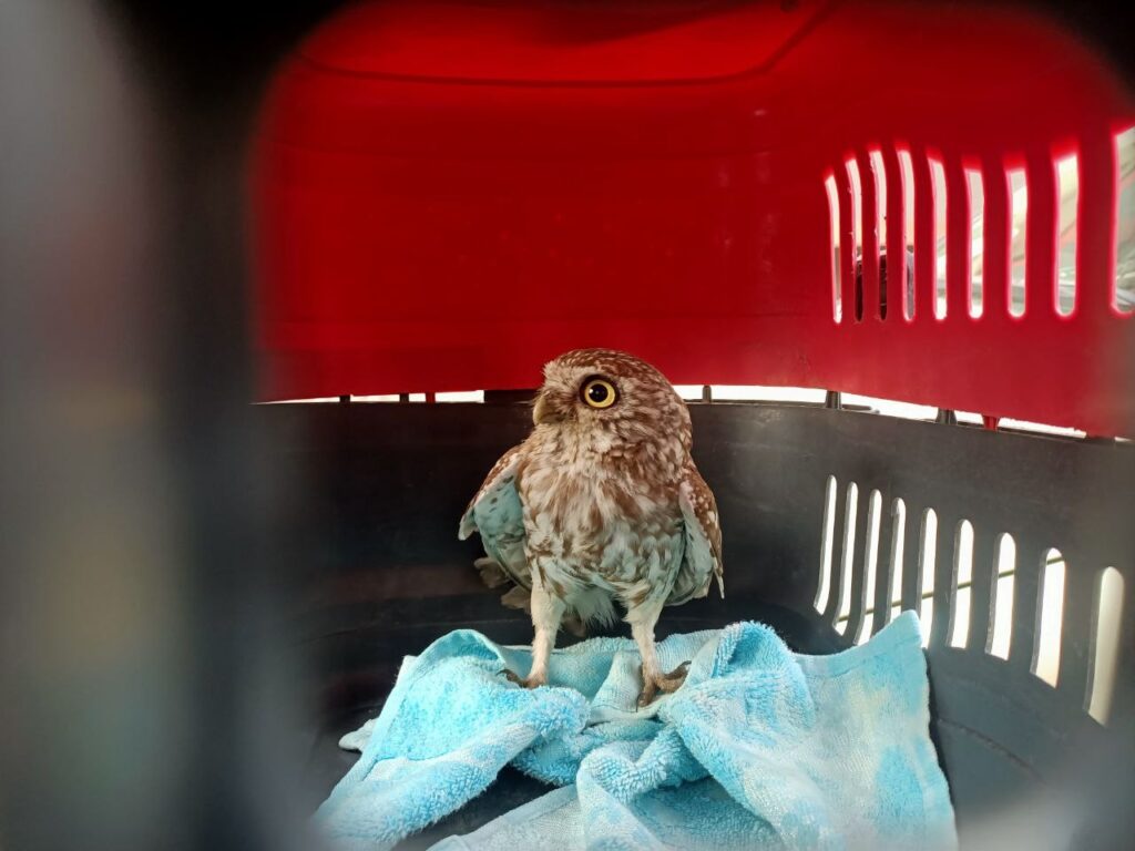 Yavru baykuş bacadan evin içerisine girdi