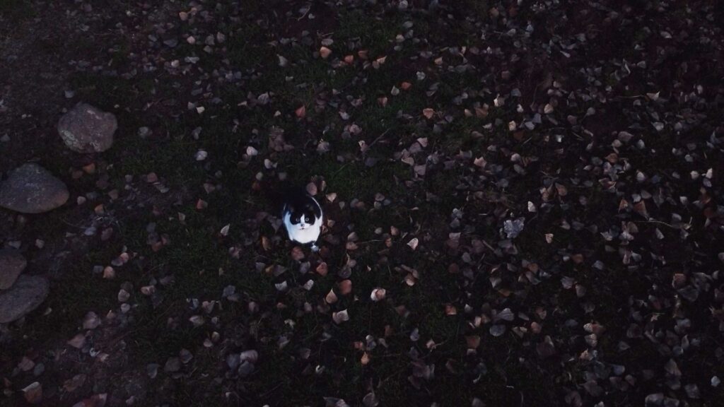 Kedilerin ‘dron’ sınavı