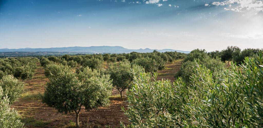 Bursa Gemlik’te 7.256,20 m² tarla icradan satılıktır