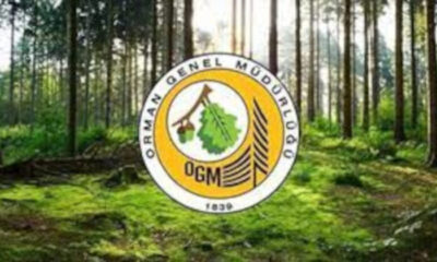Orman Mühendisleri alınacak