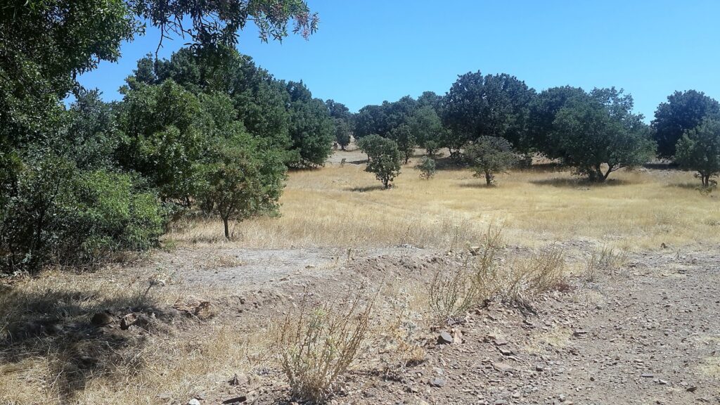 Bursa Kestel’de 6.411 m² tarla icradan satılıktır