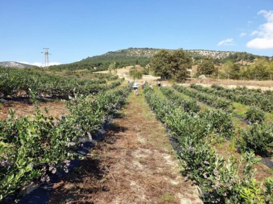 Bursa Orhaneli’de 27.306 m² tarla mahkemeden satılıktır