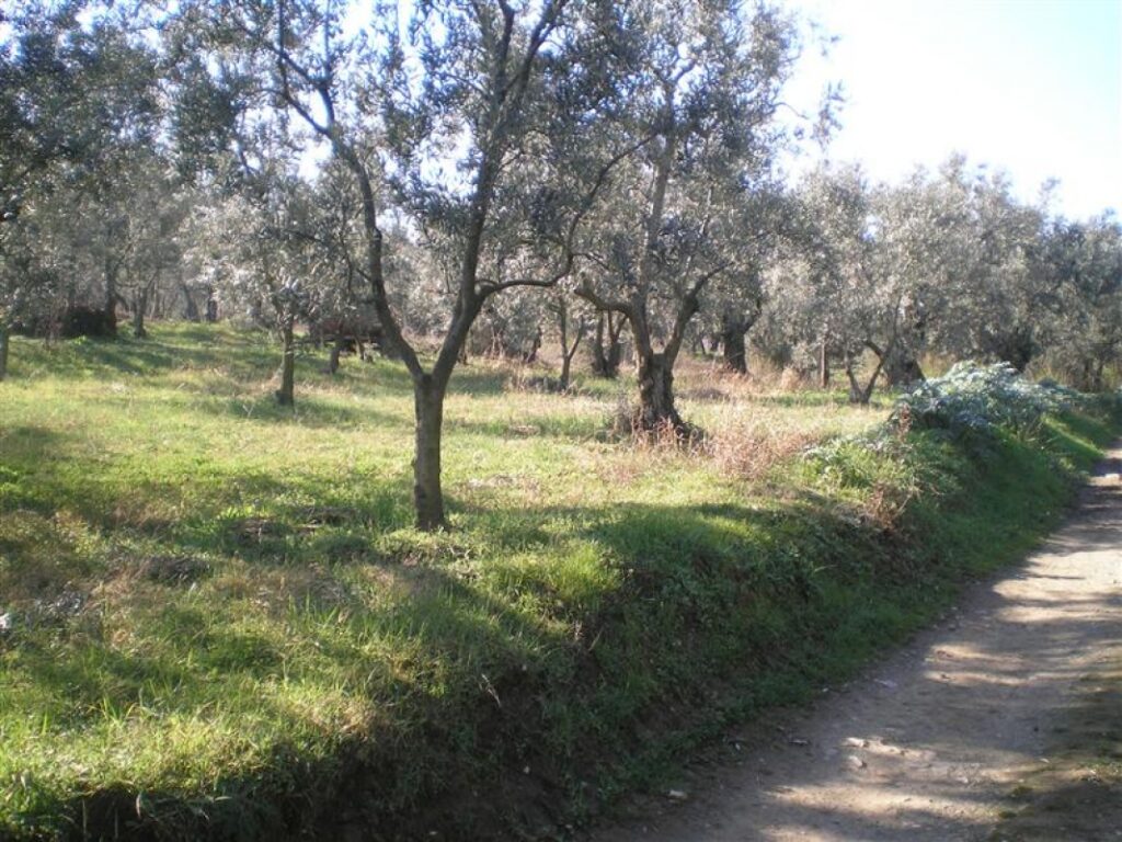 Bursa Yenişehir’de 7.810 m² tarla mahkemeden satılıktır