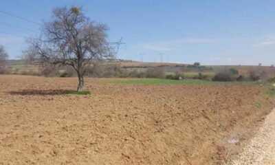 Bursa Yenişehir’de 1.000 m² tarla icradan satılıktır (çoklu satış)
