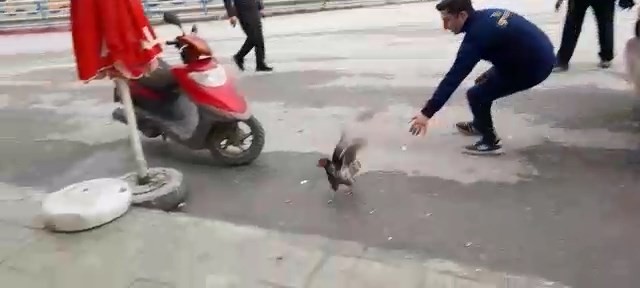 Firari tavuğu yakalamak için dakikalarca uğraştı