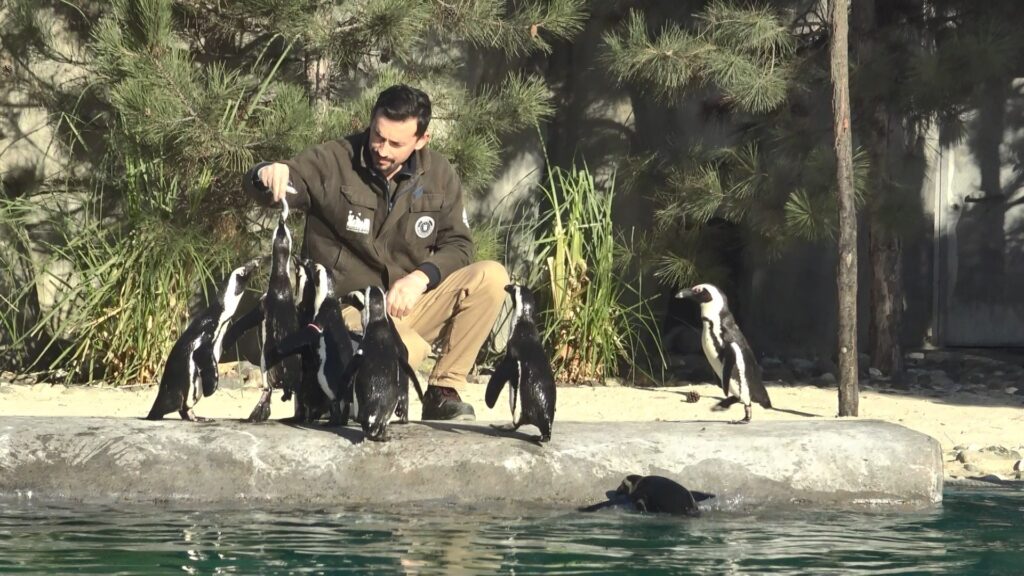 Dünya Penguen Günü’nde sardalya sürprizi