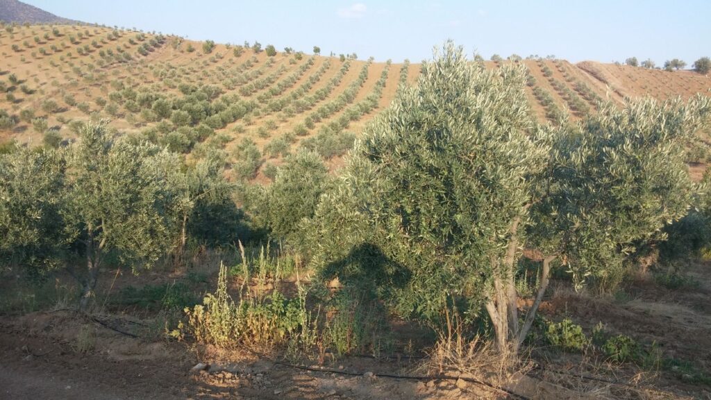 Bursa Osmangazi’de 551 m² zeytinlik mahkemeden satılıktır