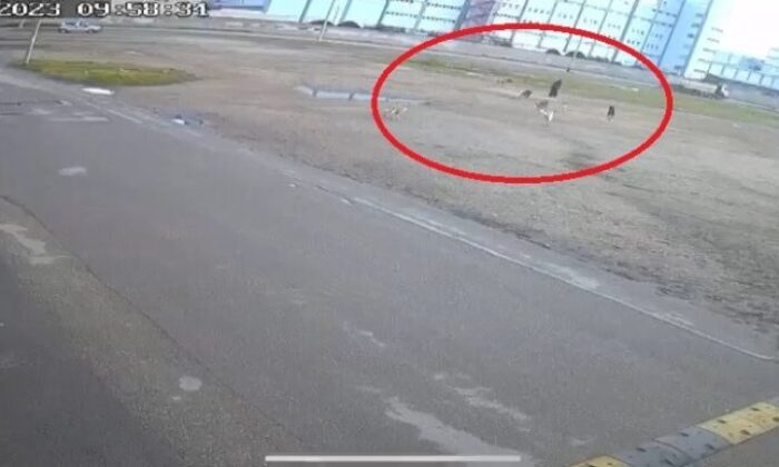 Bursa’da başıboş 10 köpeğin yaşlı kadına saldırması kamerada