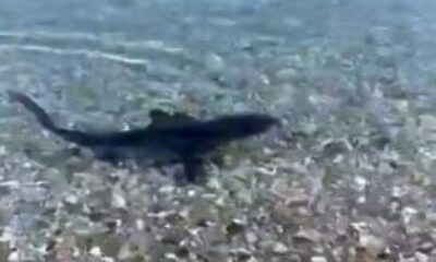 Koruma altındaki köpekbalığı, kıyıya yakın görüntülendi