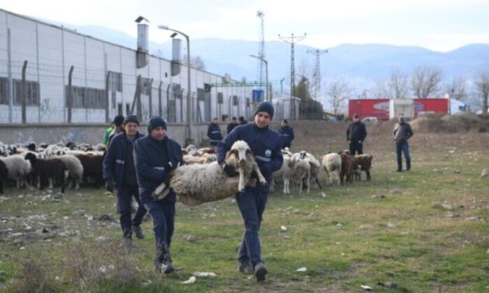 Ekili arazilere zarar veren koyunlara zabıta müdahale etti