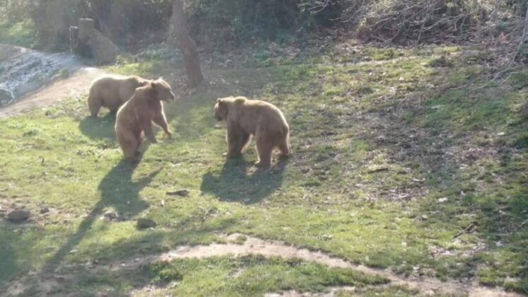 Güzel havayı gören ayılar güreşe tutundu