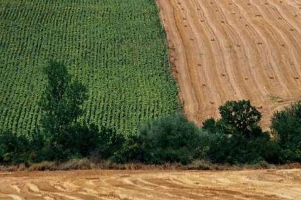 Bursa İnegöl’de 3.681 m² tarla mahkemeden satılıktır (çoklu satış)