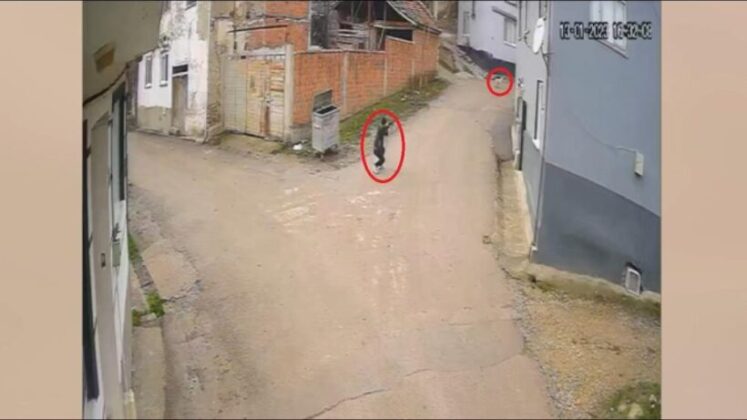 Bir köpeği daha vurmuş