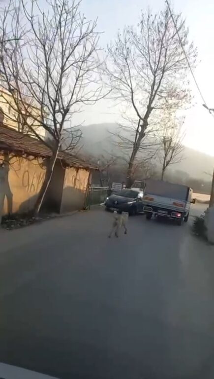 Bursa’da kamyonete bağladığı köpeğe eziyet ederek götürdü