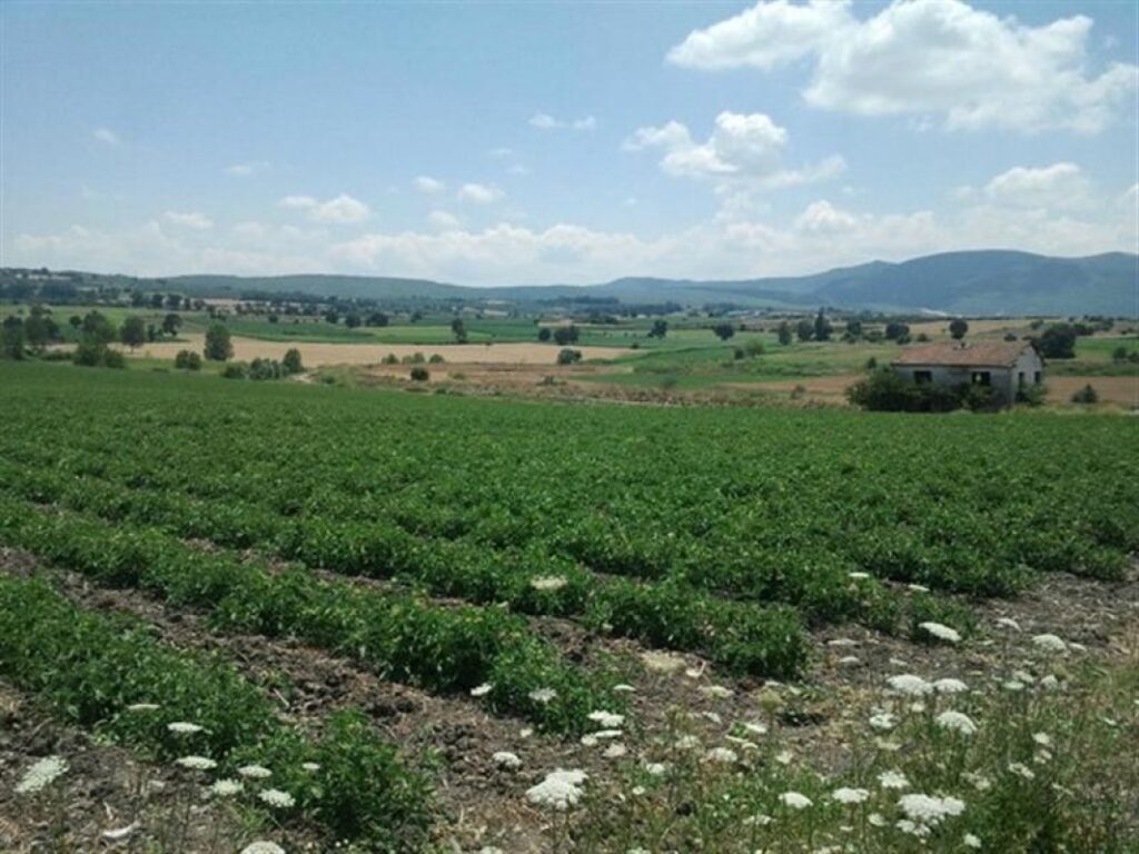 Bursa Mustafakemalpaşa’da 1.353 m² tarla mahkemeden satılıktır