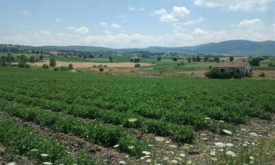 Bursa Mustafakemalpaşa’da 1.353 m² tarla mahkemeden satılıktır