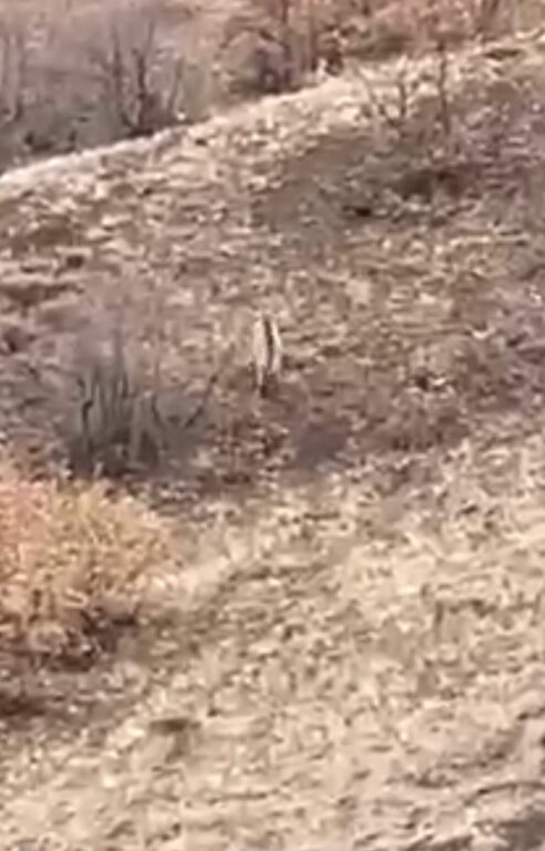 Nesli tükenme tehlikesi altındaki çizgili sırtlan Elazığ’da görüntülendi