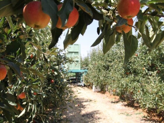 Bursa Orhangazi’de 814 m² meyve bahçesi mahkemeden satılıktır