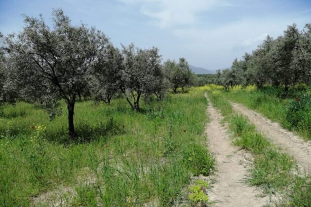 Bursa Yenişehir’de 5.197 m² tarla mahkemeden satılıktır