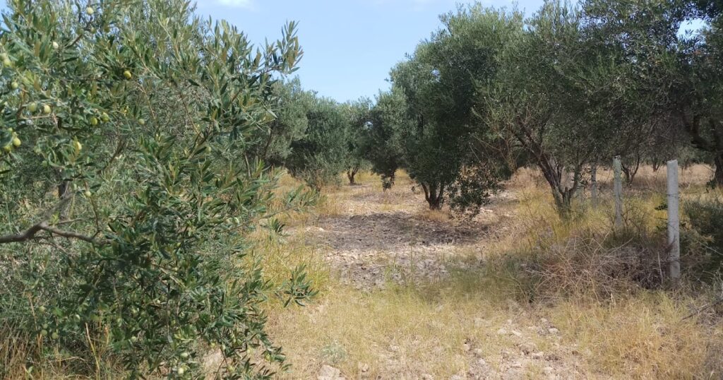 Bursa Orhangazi’de 11.501 m² zeytinlik icradan satılıktır