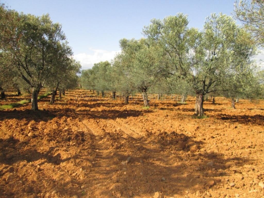 Bursa İznik’te 10.356 m² tarla icradan satılıktır (çoklu satış)