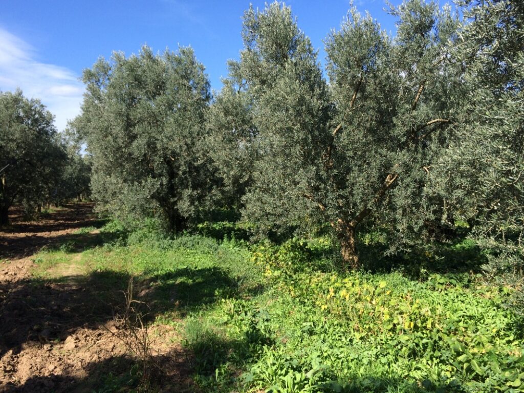 Bursa Gemlik’te 3.145 m² zeytinlik mahkemeden satılıktır